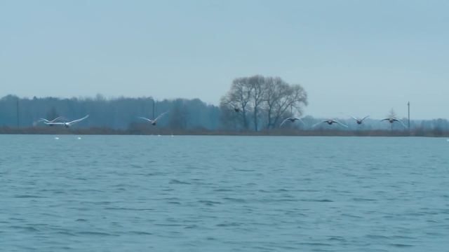 Щучьи воблеры на мелководье осенью. Практика ловли с Валерием Сикиржицким. смотреть онлайн
