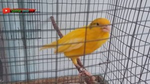 Video Canary Training 1 hour