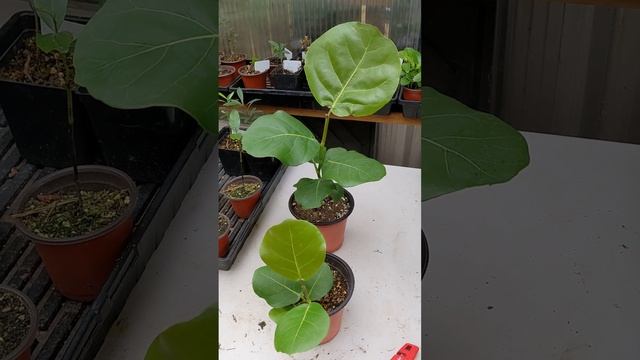 Seagrape (Coccoloba uvifera) grown from seed