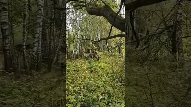 В Тульской области стая кабанов атакавала грибников. смотреть онлайн