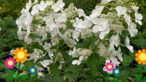 Гортензия метельчатая Уайт Леди. Краткий обзор, описание hydrangea paniculata White Lady