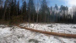 Заготовка леса на МТЗ 82.