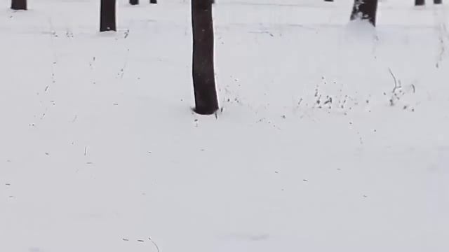 На белом покрывале января... смотреть онлайн