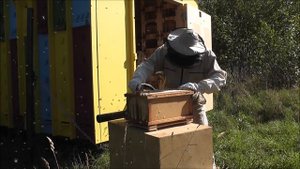 Отбор меда в кассетных  павильонах Берендей .  2016г