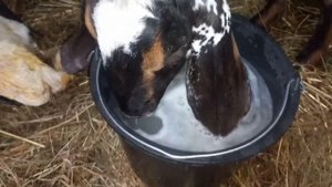 Окот англо-нубийской козы.Кого она родила!?