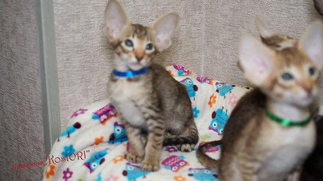 +79279186611 питомник ориентальных кошек, есть свободные котята, купить котенаа