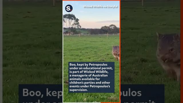 Wombat and Toddler Share Evening Stroll