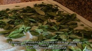 Как правильно хранить базилик в холодильнике в свежем виде