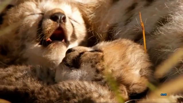 Хорошее настроение - позитивчик ! смотреть онлайн