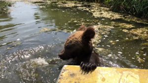 Медведь Том в речке Анапка 24.08.2019