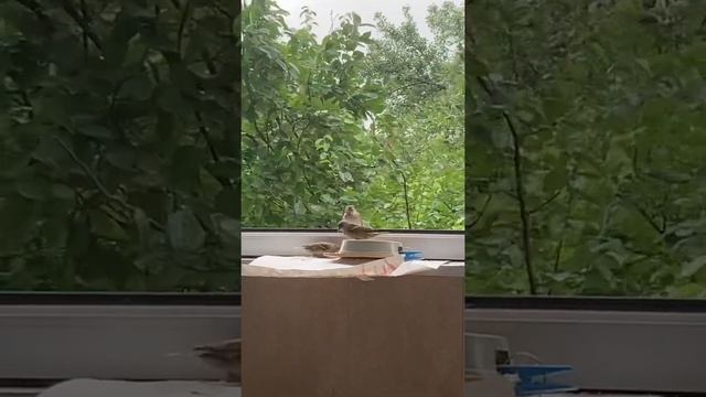 как кормят птенцов воробьи
