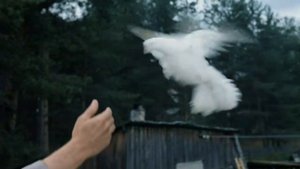 Юлий Ким. Любэ. Пелагея. Е.Гусева. Думы окаянные. х/ф Любовь и голуби.