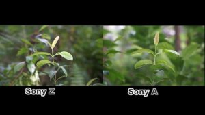 Sony A6400 vs Sony ZV-E10 | Side by Side Video Comparison | 4K