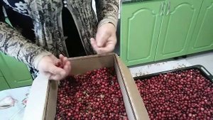 Как быстро перебрать клюкву и способы хранения в домашних условиях.