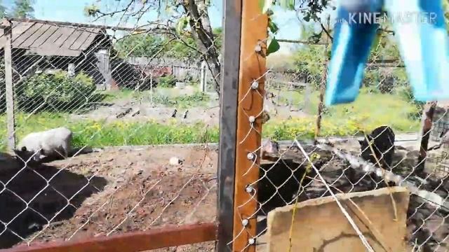 ВЬЕТНАМСКИЕ ПОРОСЯТА . СОДЕРЖАНИЕ СВИНОМАТКИ. ОСМОТР ХОЗЯЙСТВА .