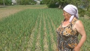Дача, огород - круглый год.