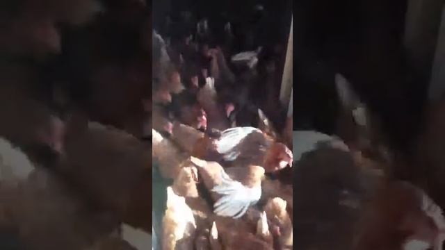 Яйцо домашнее куриное 85 руб за десяток.