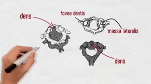 Позвоночный столб и позвонки