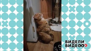 Дерзкий кот. Видели видео? Фрагмент выпуска от 07.03.2021