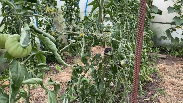 Обзор сортовых томатов 7 июля 2021 смотреть онлайн