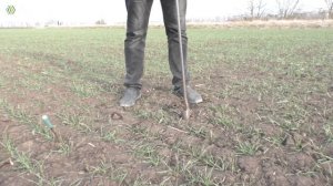 2 видео.  Возобновляем работы на нашем опытном поле!