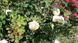 Роза Крокус Роуз / Crocus Rose