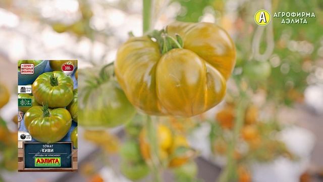 Экзотический сорт томата КИВИ. Рекомендуем к выращиванию! смотреть онлайн