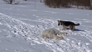 Южно-русская овчарка и восточноевропейская овчарка. Юниоры