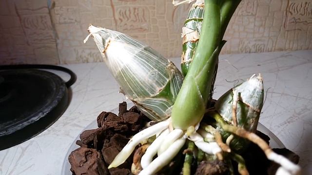 Орхидея Катасетум.Уход для начинающих смотреть онлайн