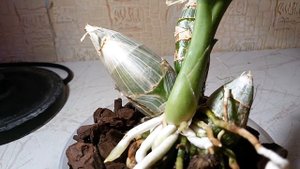 Орхидея Катасетум.Уход для начинающих