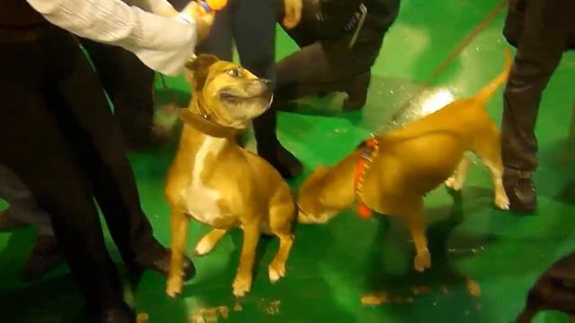 Тусовка бойцовых собак )))))))))))) смотреть онлайн