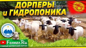 Дорперы в Кыргызстане. Гидропоника в овцеводстве. Содержание овец без пастбищ