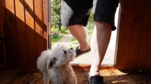 24 ЧАСА ТАЙНО ЖИВЁМ В ДОМЕ СОСЕДЕЙ С КОТАМИ И СОБАКОЙ | ПРОНИКЛИ В ЧУЖОЙ ДОМ