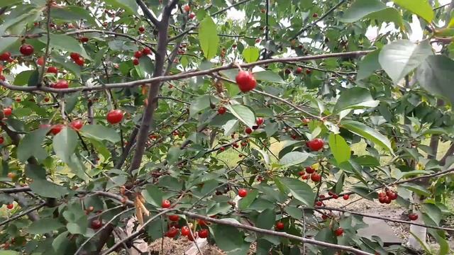 Сад . Черешня , вишня , груша , яблоки , персик. смотреть онлайн