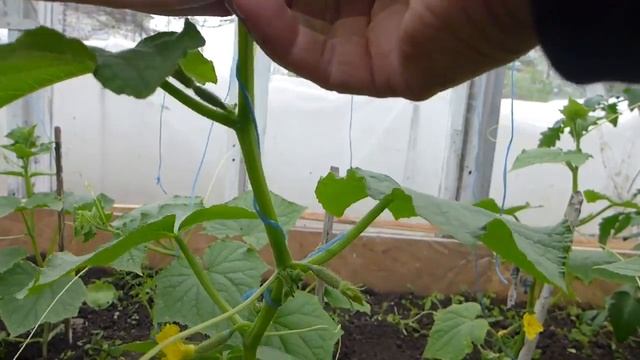 Как получить ранний урожай огурцов в неотапливаемой теплице. Все тонкости и нюансы. смотреть онлайн