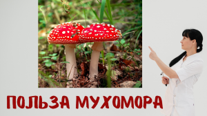 Мухомор - лечебные свойства Доктор Лисенкова
