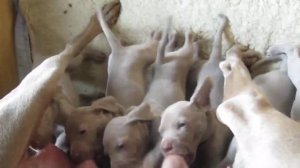 Close-up weimaraner puppies drinking