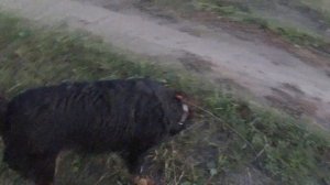 Ошейник "GPS Hunter 25 000". Подходит ли для небольших собак?