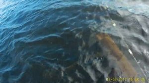 Рыбалка на Кету. Красная икра.