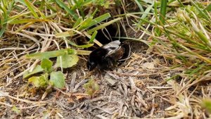 Королева шмелей ищет место для гнезда. Шмель. Дачный участок в Германии. 4K 3840x2160 (60fps) видео