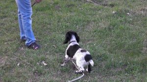 Русский спаниель 2 месяца 3 недели