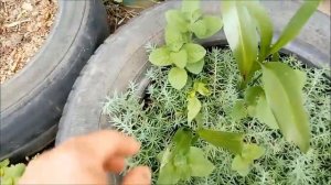 Зачем я сажаю всё в покрышки? ленивый огород в покрышках/Новая Жизнь РоМашки