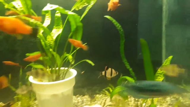 Меченосцы красивая рыбка смотреть онлайн