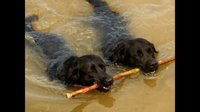 Friendship animals // Дружба животных смотреть онлайн
