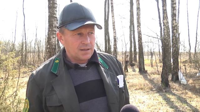 В лесничествах Пинского лесхоза идет заготовка березового сока смотреть онлайн