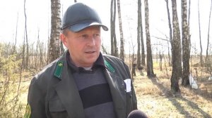 В лесничествах Пинского лесхоза идет заготовка березового сока