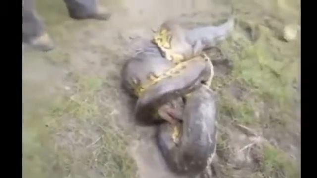 20 СУМАСШЕДШИХ БИТВ ЖИВОТНЫХ СНЯТЫХ НА КАМЕРУ Лев,Буйвол,Крокодил,Слон,Медведь,Корова смотреть онлайн