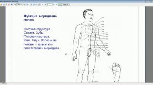 Меридиан почек