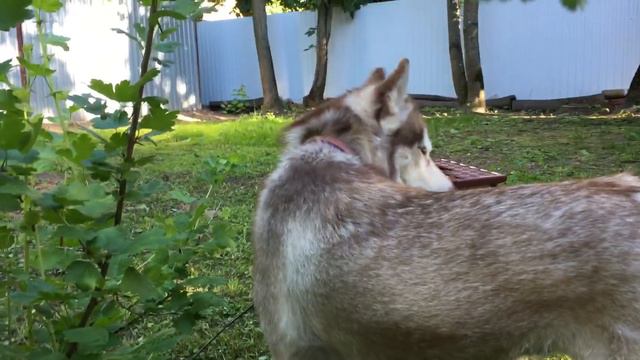 Хаска - обжора!