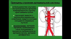 Принципы строения артериальной системы